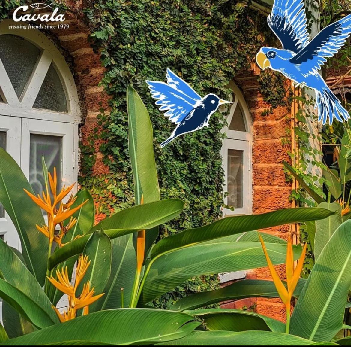 Cavala The Seaside Resort باغا المظهر الخارجي الصورة